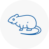 Rat Control Waterloo